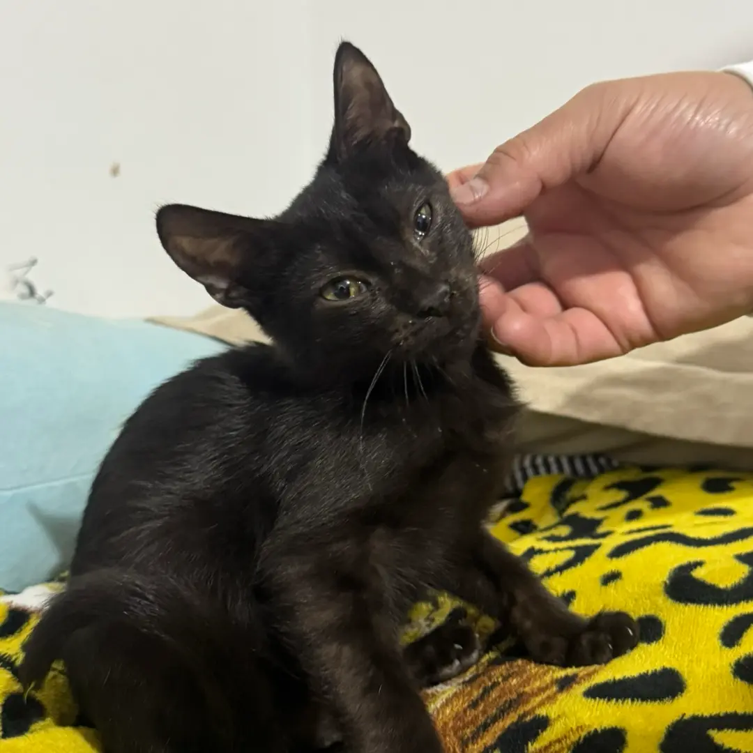 Oreo - foto 1
