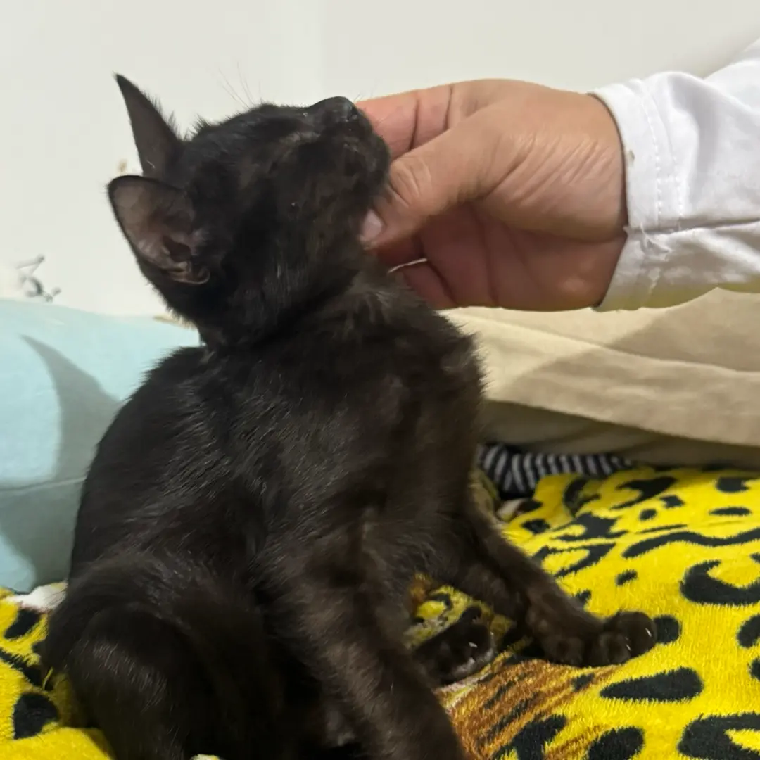 Oreo - foto 2